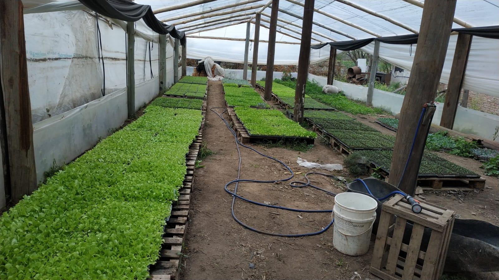 Producción de plantines en un invernadero, fotografiada durante el proyecto